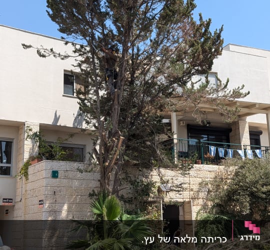 אדם גוזם עץ גבוה עם מסור חשמלי